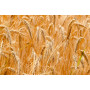 Farine de blé spéciale Pizza-Lev