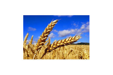 Farine de blé ou d'épeautre - Fabriquée en France